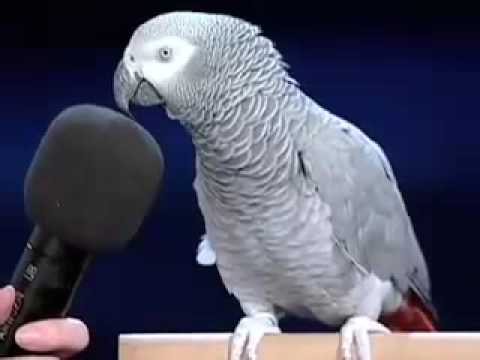 Youtube: Einstein the bird