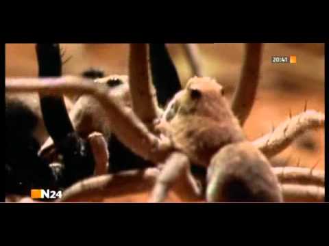 Youtube: Spinnen - Tödliche Liebe 4/5