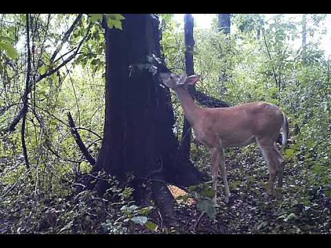 Youtube: Deer Fart.wmv