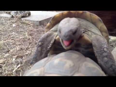 Youtube: Landschildkröten bei der Paarung.