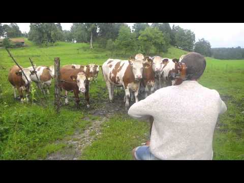 Youtube: Der Kuhflüsterer - die friedvolle Revolution