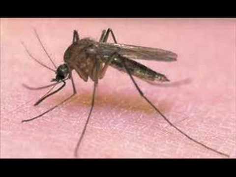 Youtube: Piosenka o komarze xD