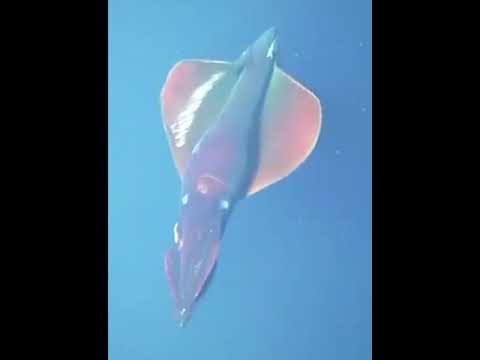 Youtube: This 7-foot Dana Octopus squid flashing its photophore organs which help it stun its prey