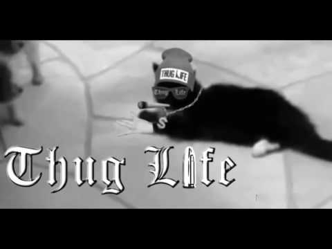 Youtube: Ultimate Cats Thug Life Compilation - Best Thug Life