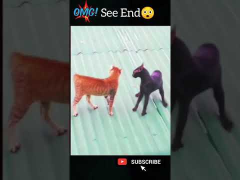 Youtube: OMG😱 Angry Cats🐈 #shorts