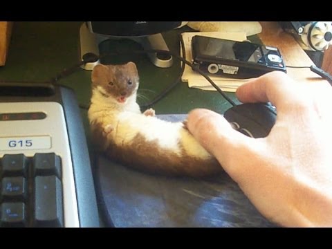 Youtube: Ozzy the adorable desk weasel.