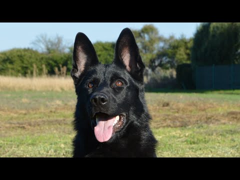 Youtube: Trained Black Czech Shepherd for Sale