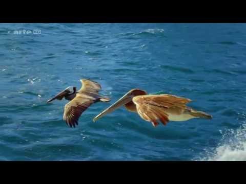 Youtube: Dokumentation - Die fantastische Reise der Vögel HD