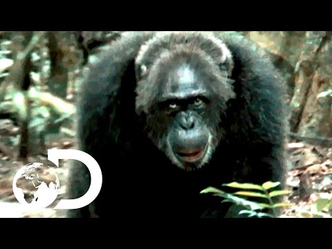 Youtube: Most Brutal Chimpanzee Society Ever Discovered | Rise of the Warrior Apes