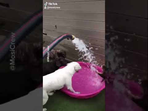 Youtube: Dogs that LOVE and HATE Water