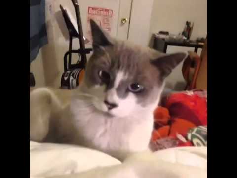 Youtube: Cat punching camera man