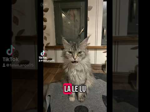 Youtube: Lilly sing ein Lied #katzen