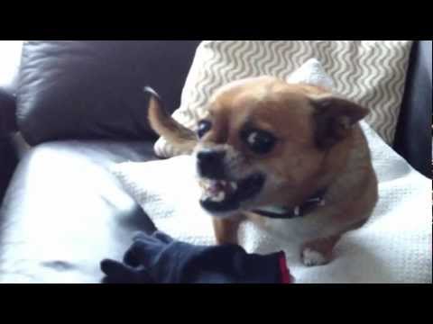 Youtube: Achtung ! Bissiger Hund !