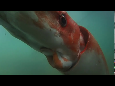 Youtube: Raw: Giant Squid Makes Rare Appearance in Bay