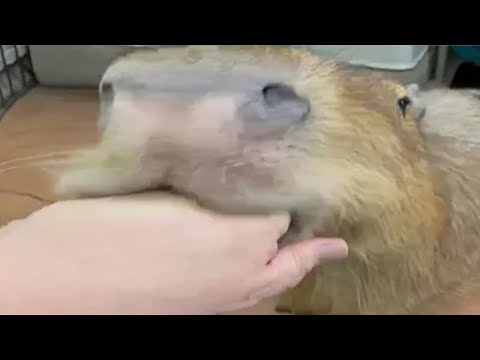 Youtube: Top 5 Capybara