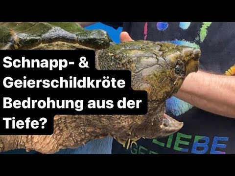 Youtube: Schnapp- und Geierschildkröten - BEDROHUNG AUS DER TIEFE?