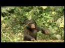 Youtube: Human characteristics of chimps - BBC wildlife