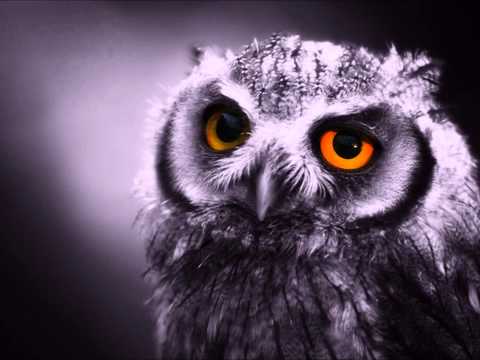 Youtube: LITTLE RIVER BAND The Night Owls 1981  HQ