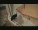 Youtube: Meine Ratten beim Freilauf