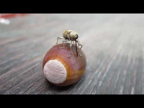 Youtube: Wee Weevil Drilling an Acorn