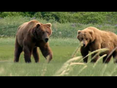 Youtube: Grizzly Man. deutsche Synchronfassung von Werner Herzog, 2005