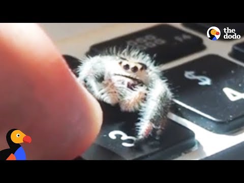 Youtube: Adorable Spider Gives Dad High Fives | The Dodo