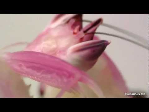 Youtube: Orchid Mantis - very pink adult female