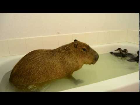 Youtube: Capybara Farts
