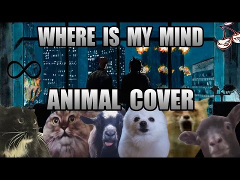Youtube: The Pixies - Where Is My Mind (Animal Cover)