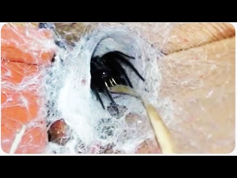 Youtube: Giant Spider Removal | So Much Nope