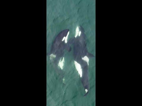 Youtube: Orca Life Beyond Captivity 🐳. #FrozenPlanet2
