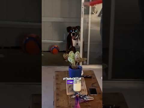 Youtube: Dog Didn’t Believe the Door was Open! - RxCKSTxR Comedy Voiceover