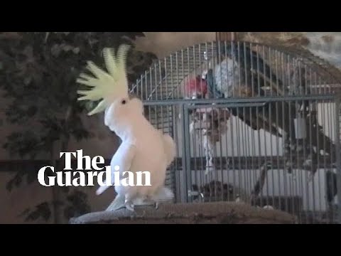 Youtube: Scientists discover Snowball the cockatoo has 14 distinct dance moves