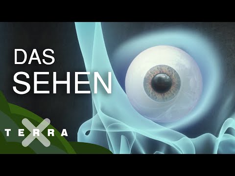 Youtube: Das Auge – eine Erfolgsgeschichte der Evolution | Terra X