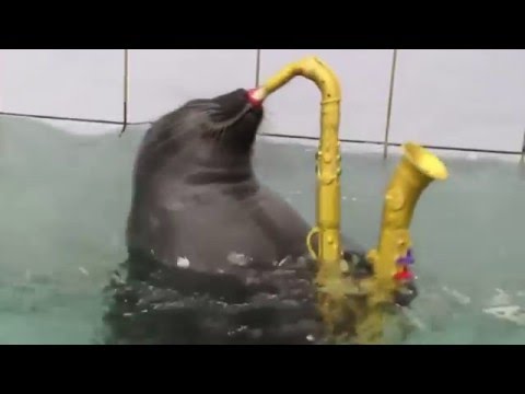 Youtube: Epic Sax Seal