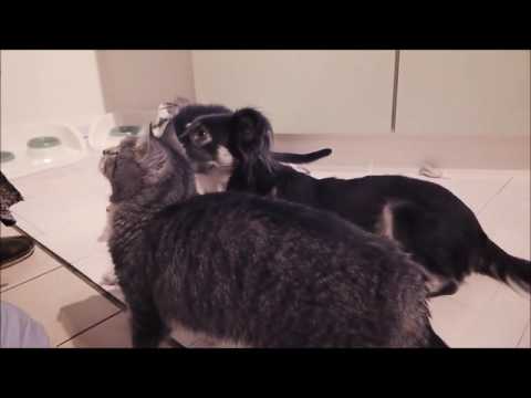 Youtube: Hund/Katzen-Fütterung im Hause der Wuppies :-)