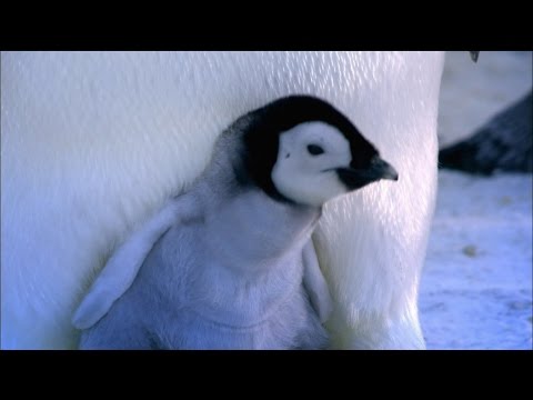 Youtube: Baby Emperor Penguins Emerge from Their Shells | Nature on PBS