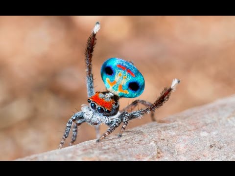 Youtube: Peacock Spider 9 (Maratus amabilis)