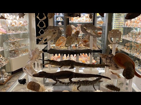Youtube: My museum of shells, fossils including trilobites and other marine items.