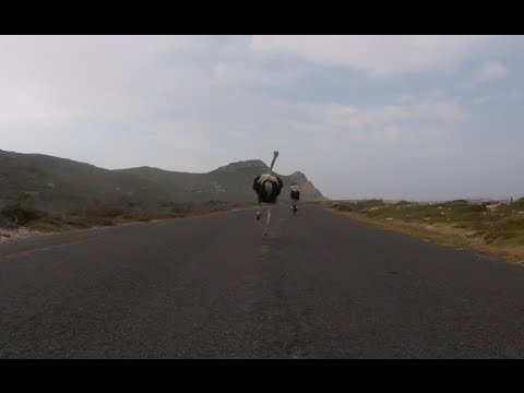 Youtube: Cyclists chased by an ostrich. The funniest thing you'll see today
