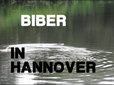 Youtube: Biber & Störche in Hannover