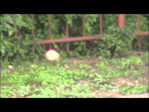 Youtube: Cute daytime Orb and night time Orb Cluster.wmv