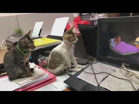 Youtube: Amazing Video of Two Cats Watching Tom & Jerry