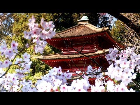 Youtube: Zen Garden - Cherry Blossoms, Mindfulness, Relaxation & Meditation - 50 minutes