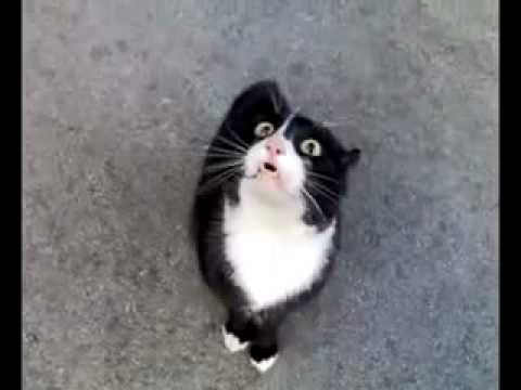 Youtube: Angry Screaming Cat is Angry