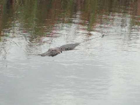 Youtube: Alligator in the Everglades