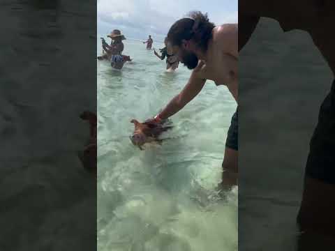 Youtube: Swimming with the pigs in Bahamas 😝