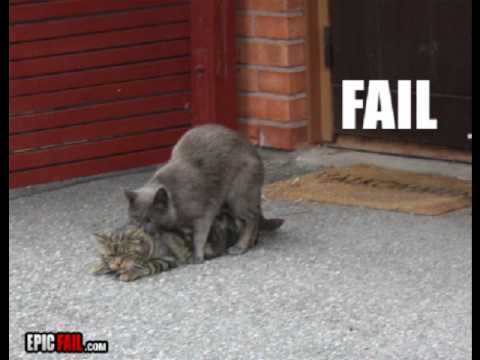 Youtube: 26 stupid cat fails