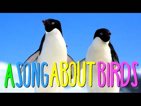 Youtube: "A SONG ABOUT BIRDS"
