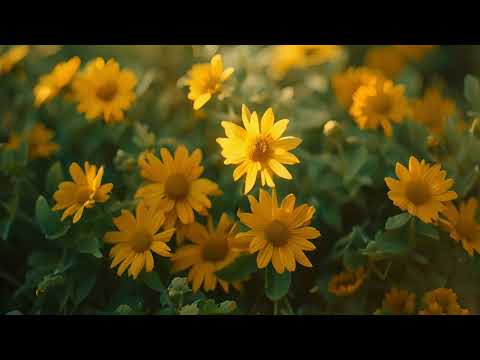 Youtube: MAGIC! - Sunflower Fields (Music Video)
